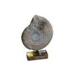 A FOSSILISED AMMONITE, DACTYLIOCERAS TENUICOSTATUM