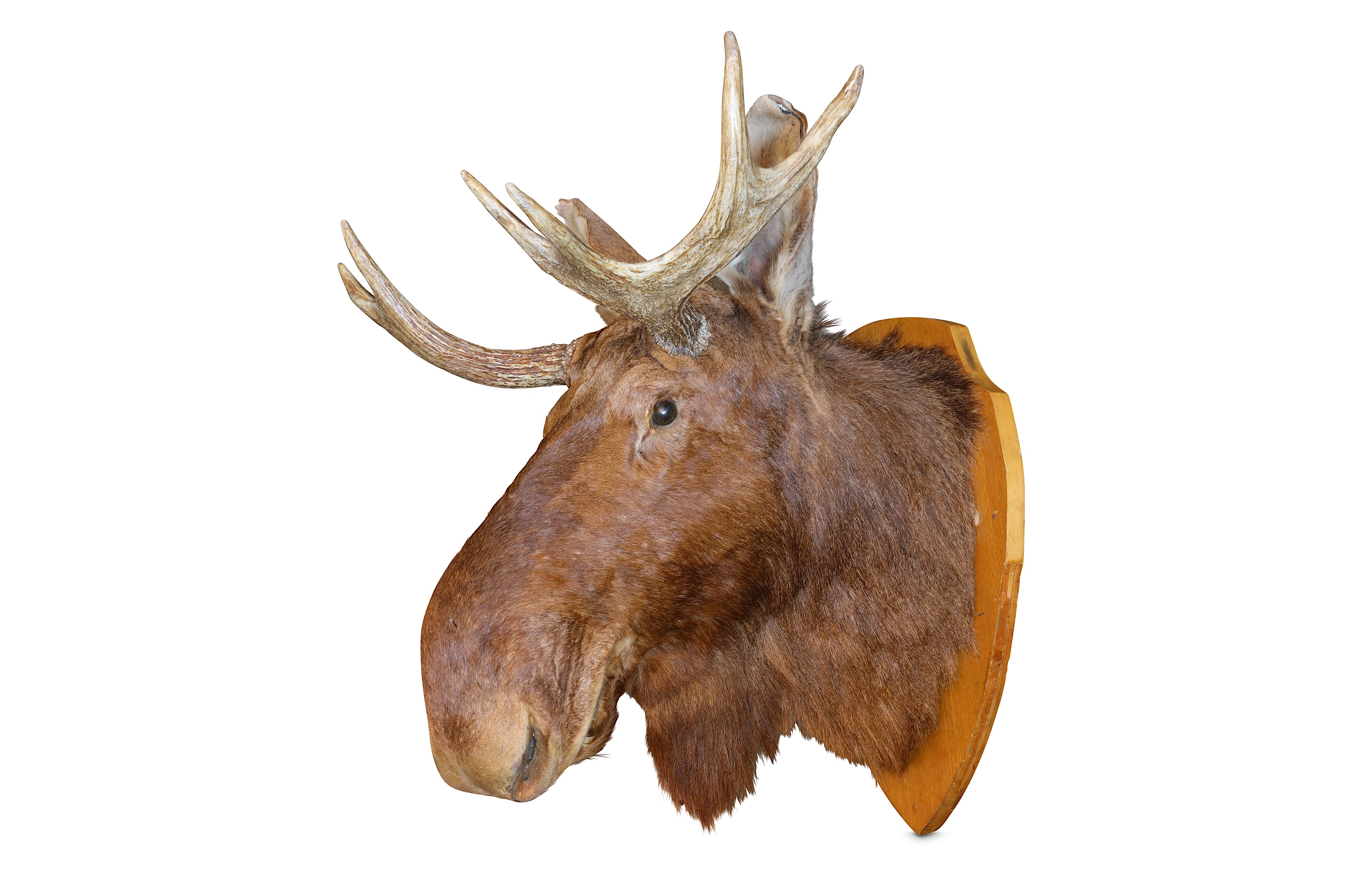 A TAXIDERMY EURASIAN ELK HEAD - Image 2 of 2