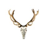 A SET OF 17 POINT ENGLISH RED DEER STAG ANTLERS AND SKULL