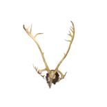 A SET OF RECORD CLASS 37 POINT CARIBOU (RANGIFER TARANDUS) ANTLERS