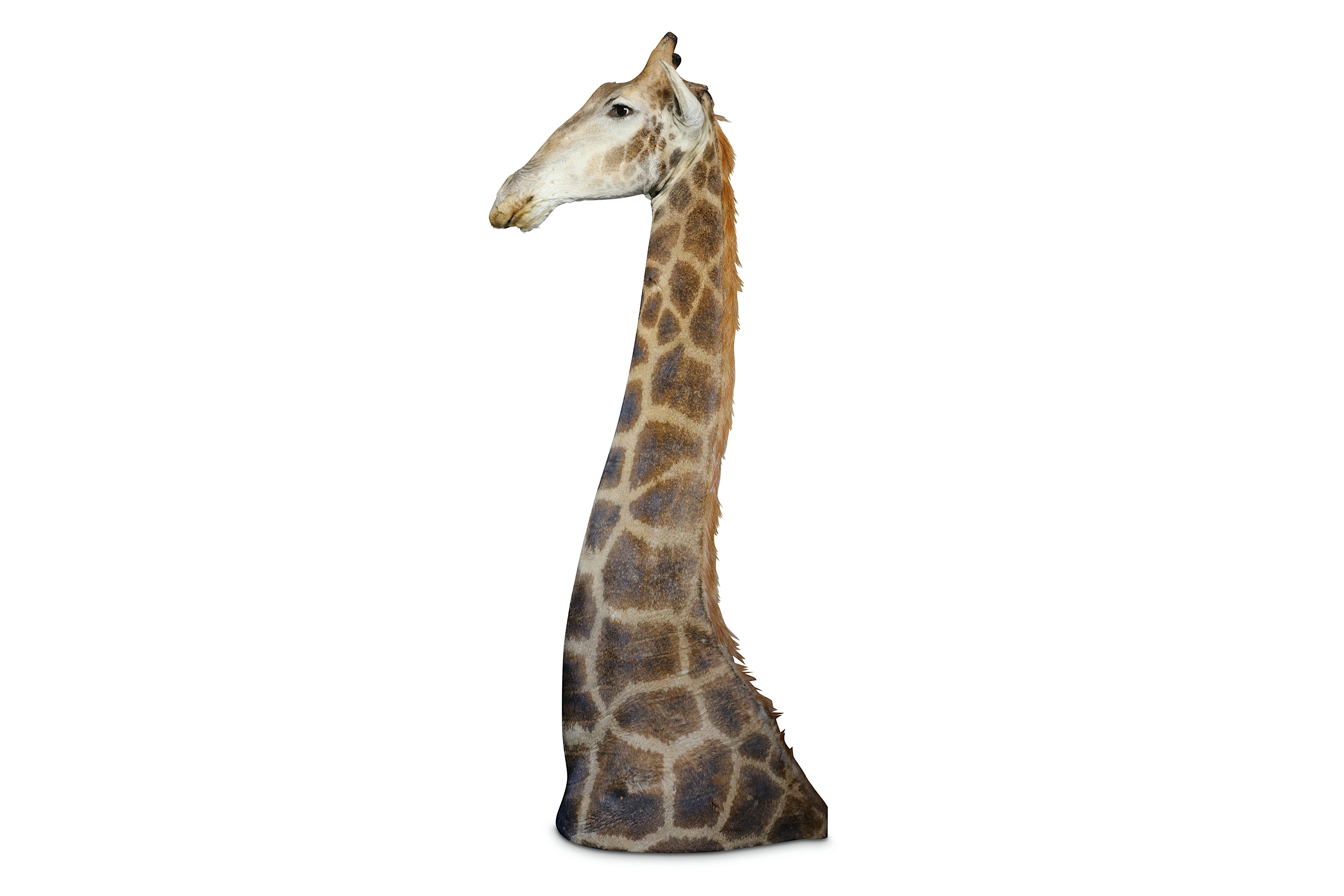 A TAXIDERMY HEAD AND SHOULDERS OF A GIRAFFE - Image 4 of 4