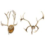 TWO PAIRS OF SCANDINAVIAN REINDEER ANTLERS