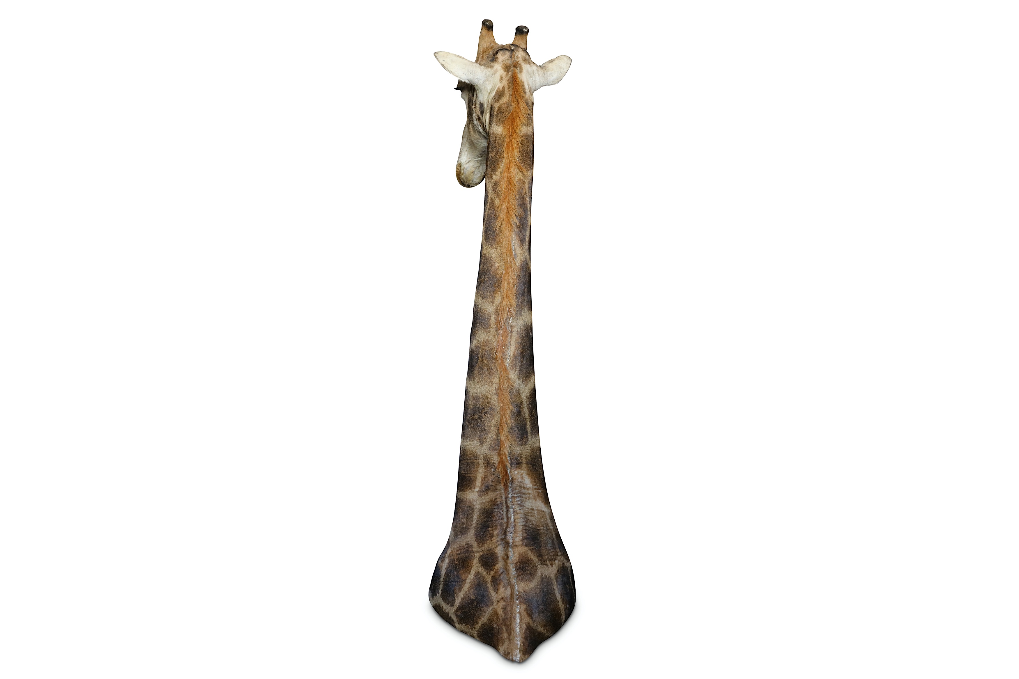 A TAXIDERMY HEAD AND SHOULDERS OF A GIRAFFE - Image 3 of 4