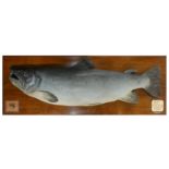TAXIDERMY: A PAINTED PLASTER TROPHY SALMON BY ROLAND WARD, TAXIDERMIST, C.1880