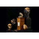 TAXIDERMY: A RARE LATE 19TH CENTURY OAK COUNTRY HOUSE POST BOX WITH ORIGINAL LEOPARD SKULL