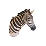A TAXIDERMY HEAD AND NECK OF A ZEBRA