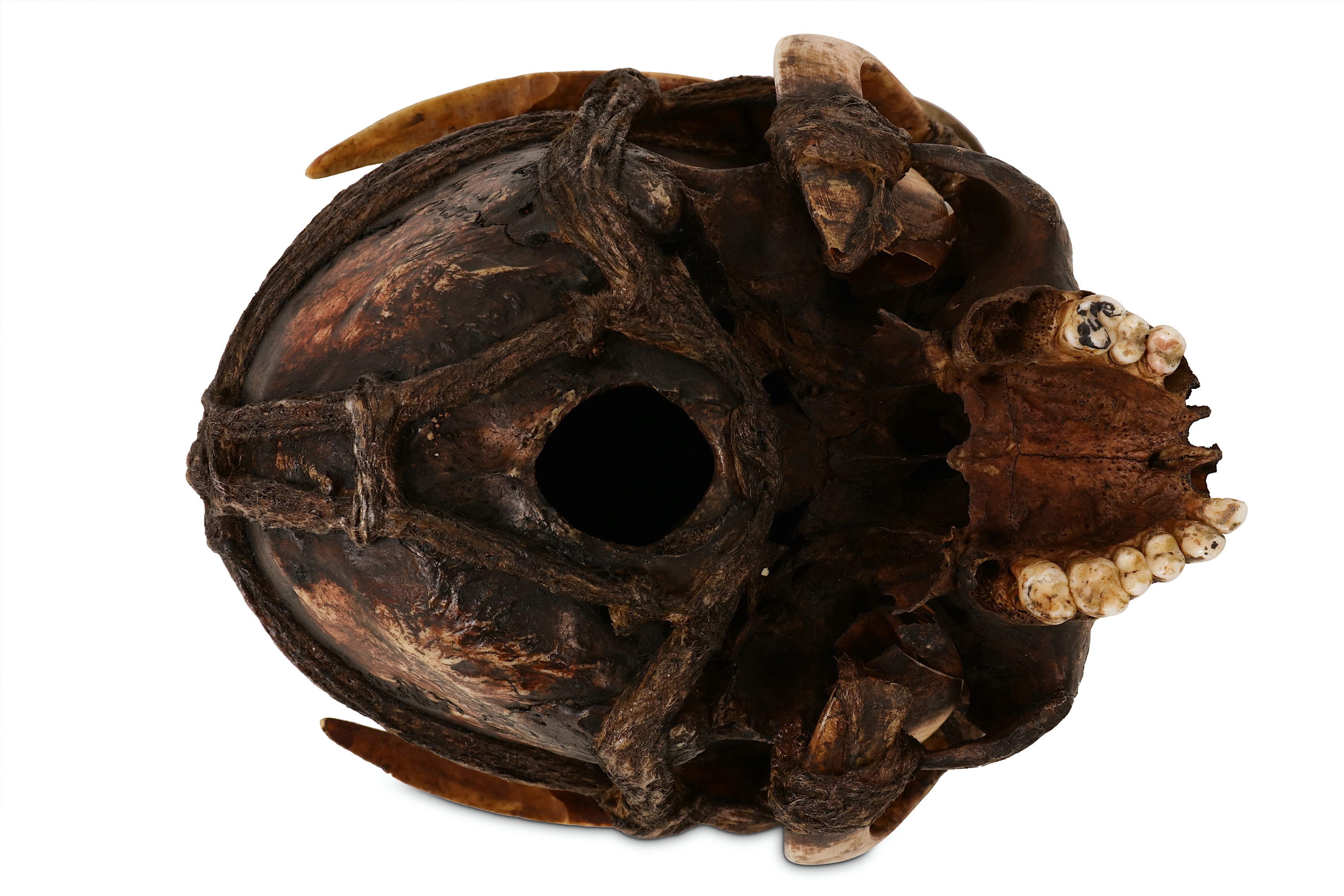 TRIBAL: A DAYAK ANCESTOR HUMAN SKULL DECORATED WITH BOAR TUSKS - Image 6 of 6