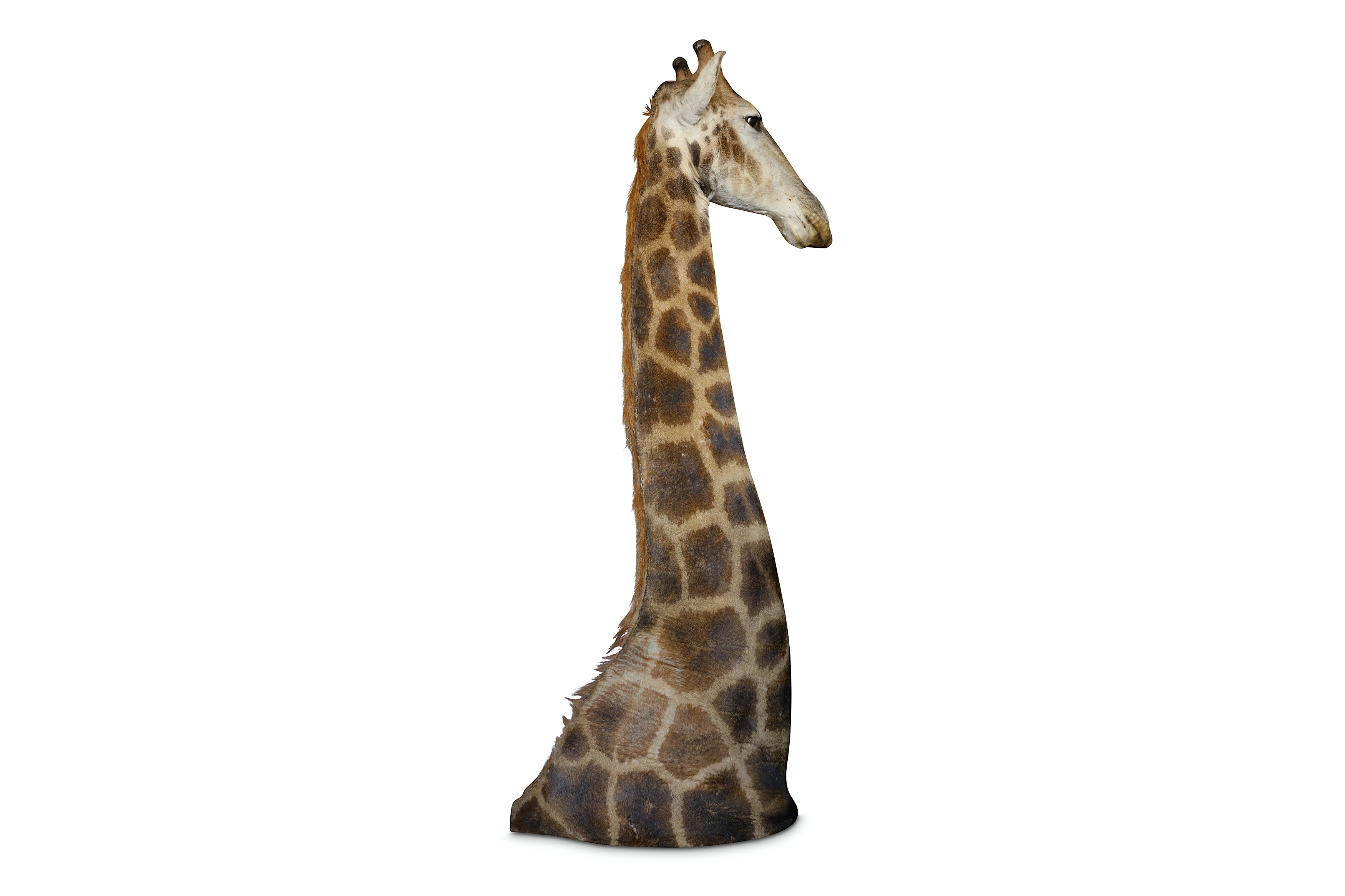 A TAXIDERMY HEAD AND SHOULDERS OF A GIRAFFE - Image 2 of 4
