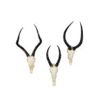 TWO SETS OF IMPALA HORNS AND SKULLS AND A PAIR OF BLESBUCK HORNS, unmounted (3)