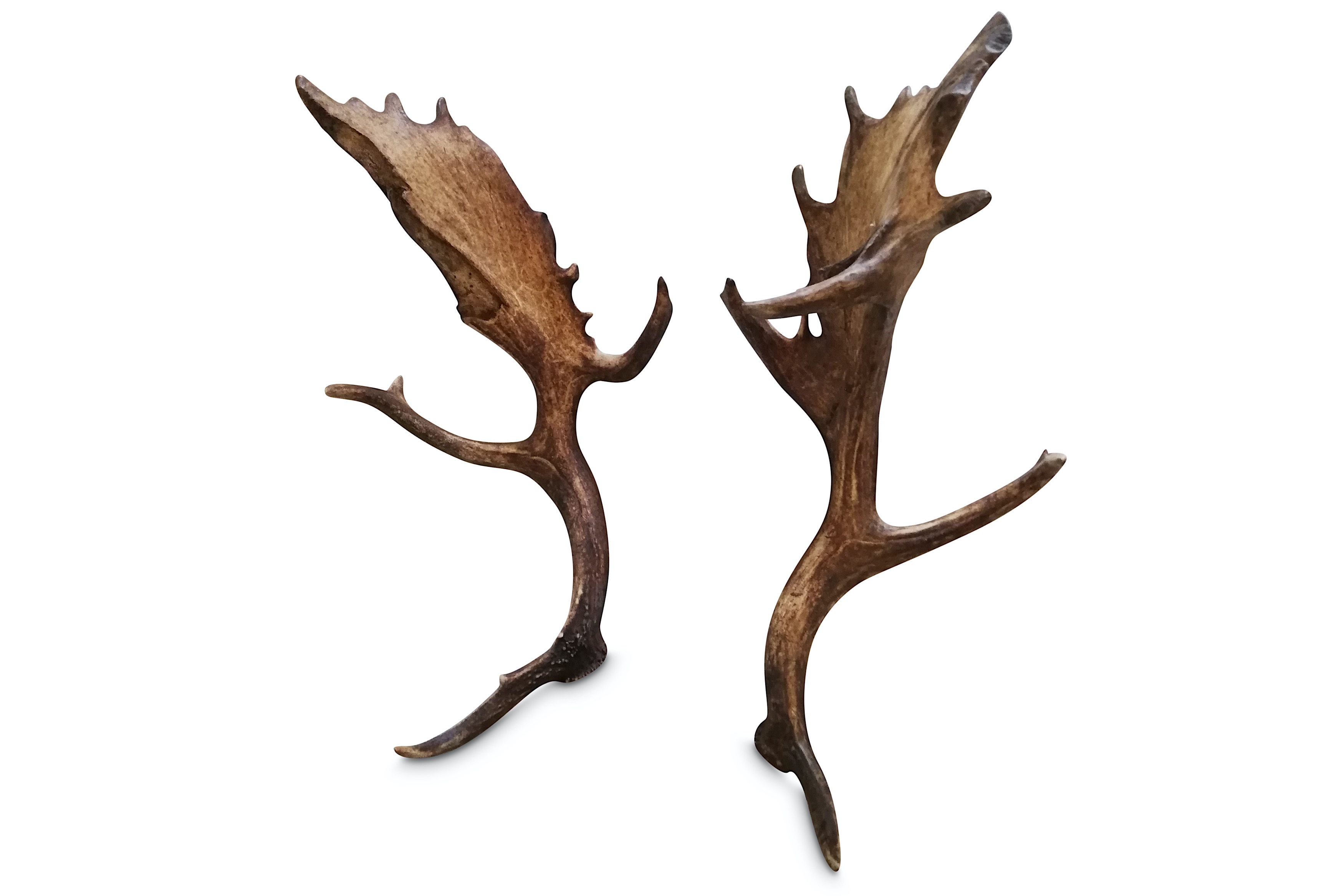 A RARE PAIR OF 28 POINT WILD FALLOW DEER ANTLERS