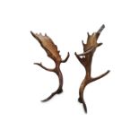 A RARE PAIR OF 28 POINT WILD FALLOW DEER ANTLERS