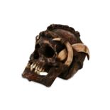 TRIBAL: A DAYAK ANCESTOR HUMAN SKULL DECORATED WITH BOAR TUSKS