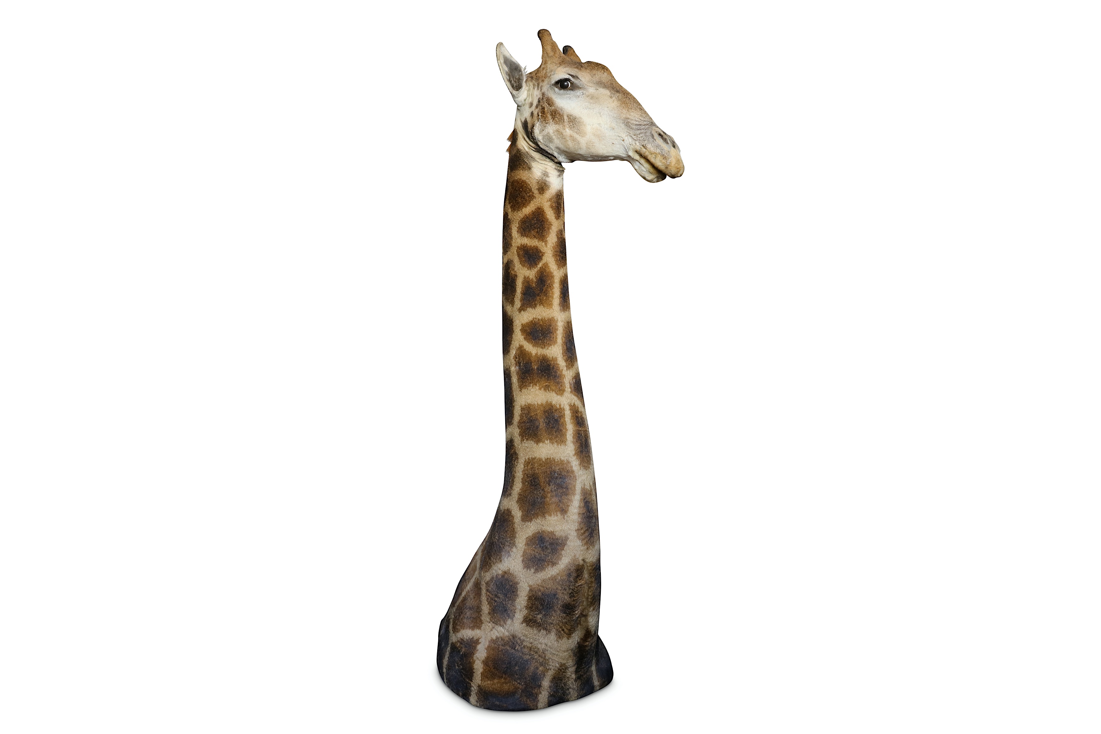 A TAXIDERMY HEAD AND SHOULDERS OF A GIRAFFE