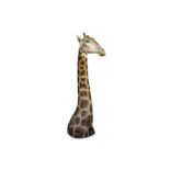 A TAXIDERMY HEAD AND SHOULDERS OF A GIRAFFE