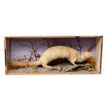 Taxidermy - American Sea Otter