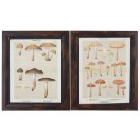 A set of twelve late 19th Century botanical coloured book plates of Edible Fungi