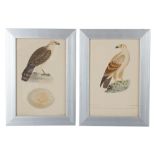 Twelve late 19th Century French hand tinted prints depicting birds of prey and their eggs