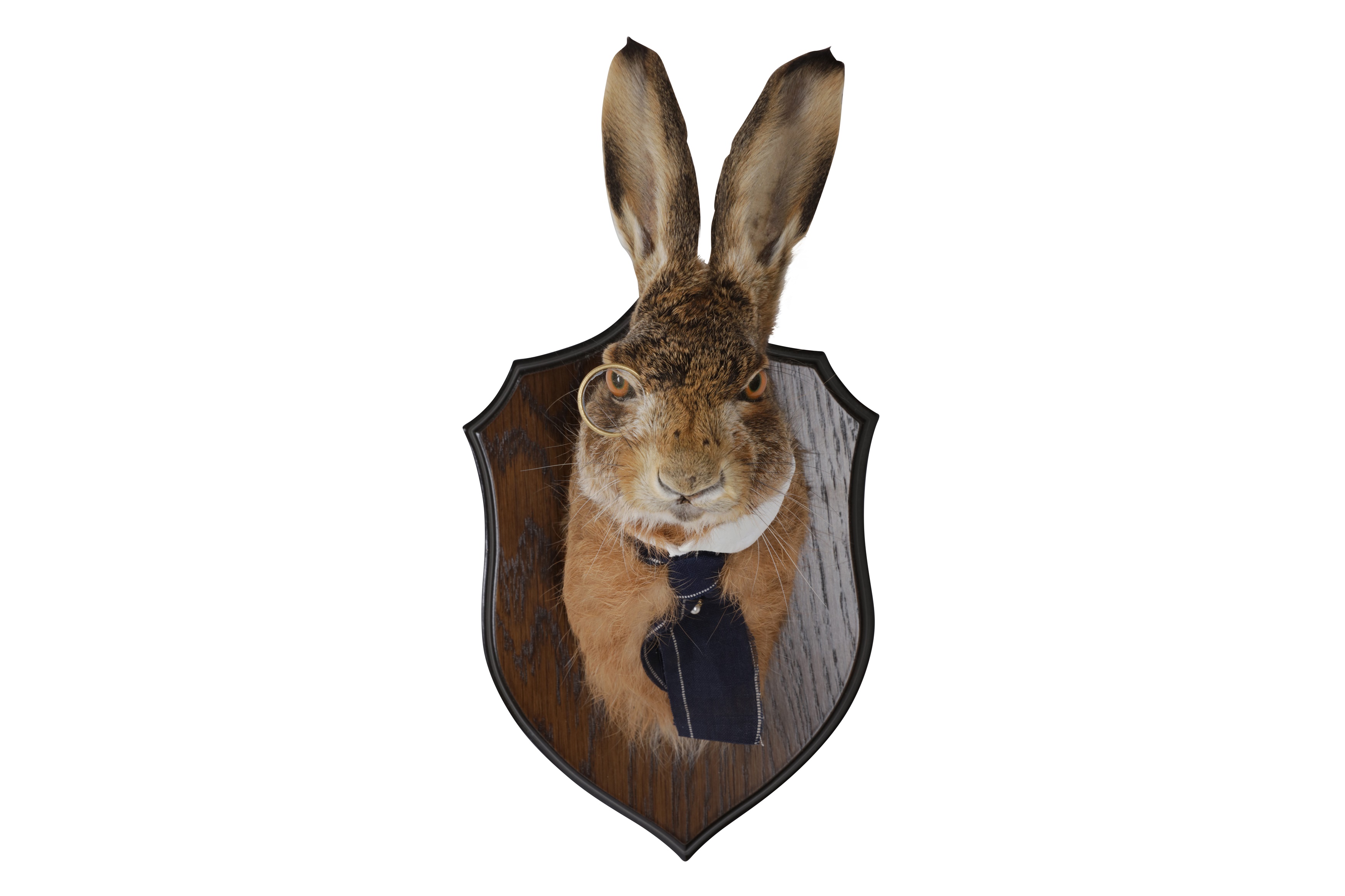 AN ANTHROPOMORPHIC TAXIDERMY TROPHY OF A GENTLEMAN HARE - Image 2 of 3
