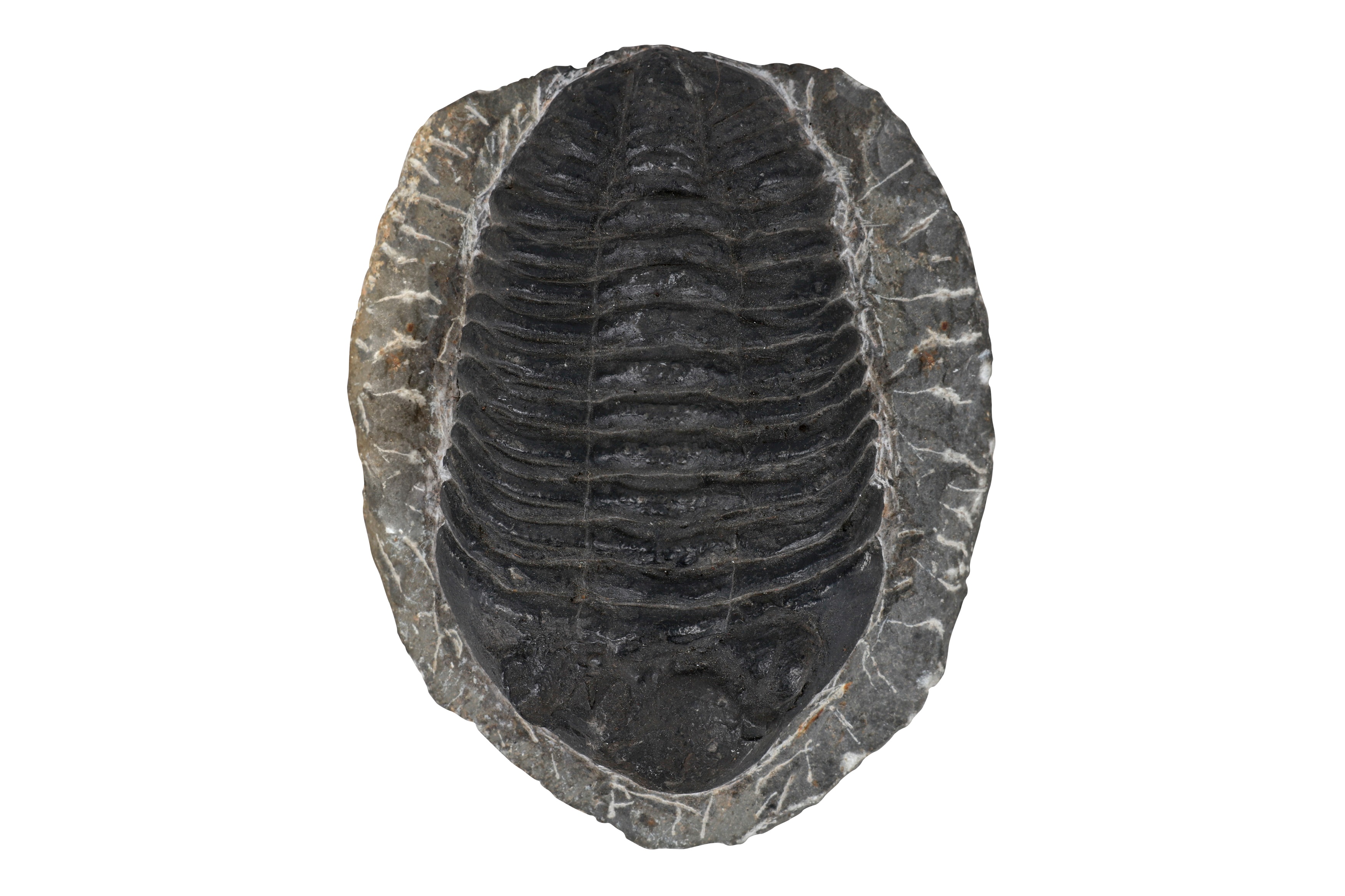 A GROUP OF THREE TRILOBITE FOSSILS - Image 4 of 6