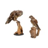 TWO TAXIDERMY BRITISH BIRDS OF PREY