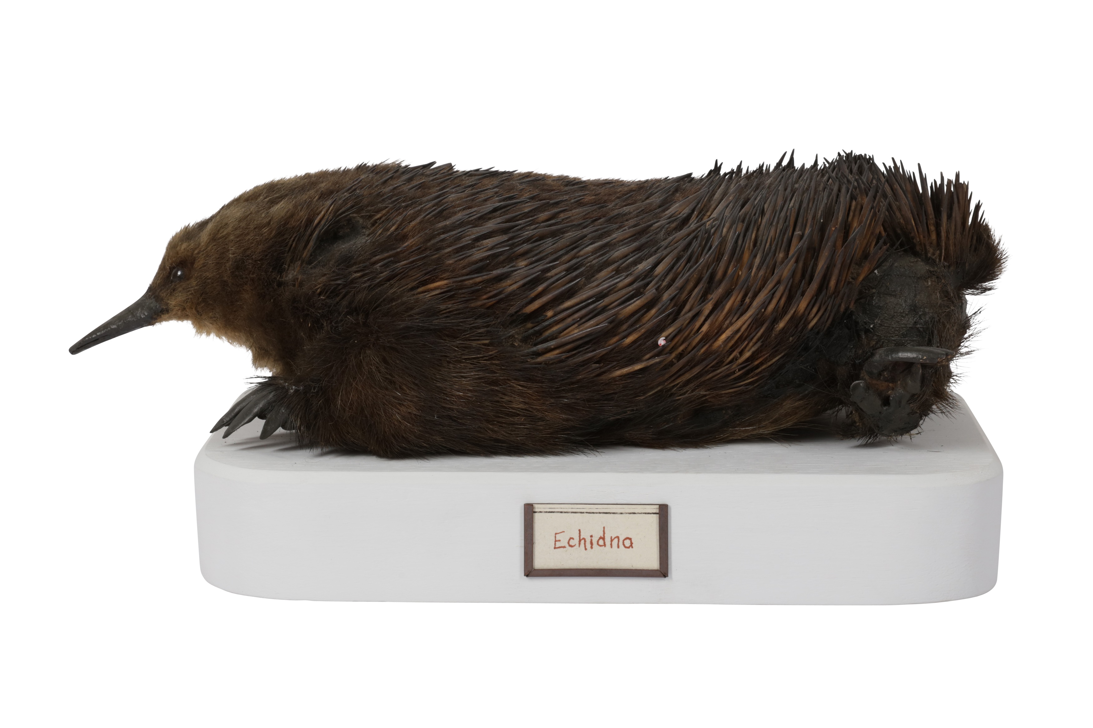 A RARE EARLY 20TH CENTURY TAXIDERMY ECHIDNA (TACHYGLOSSIDAE) - Image 5 of 6