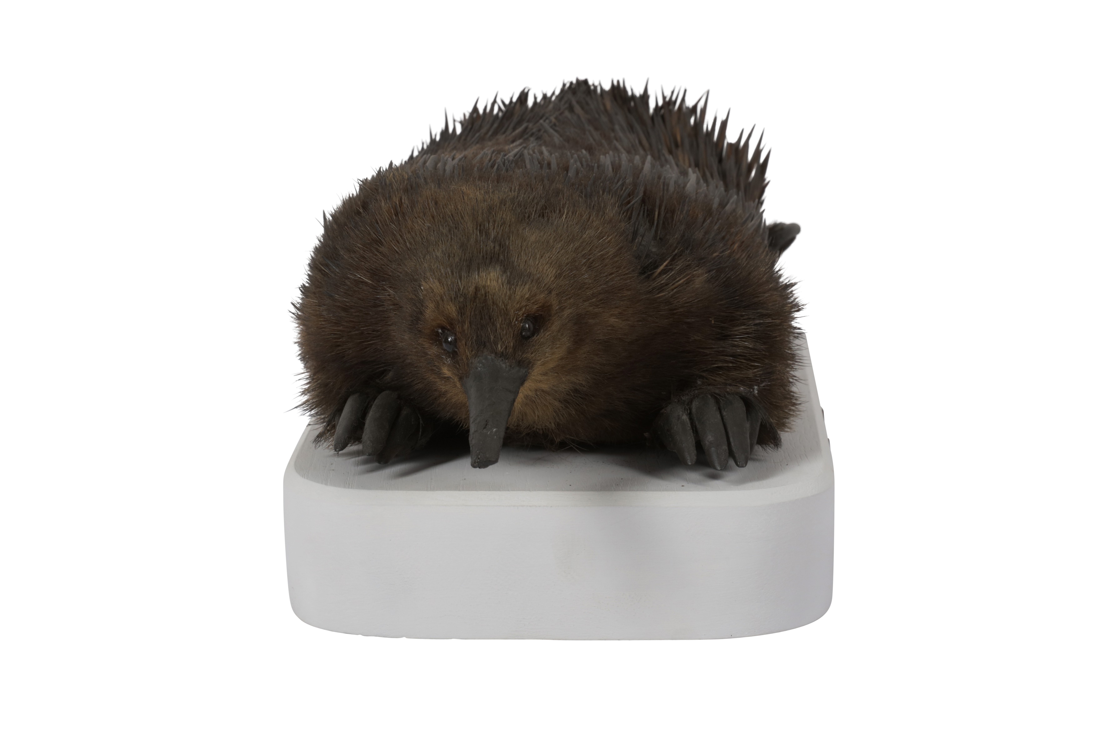 A RARE EARLY 20TH CENTURY TAXIDERMY ECHIDNA (TACHYGLOSSIDAE) - Image 2 of 6