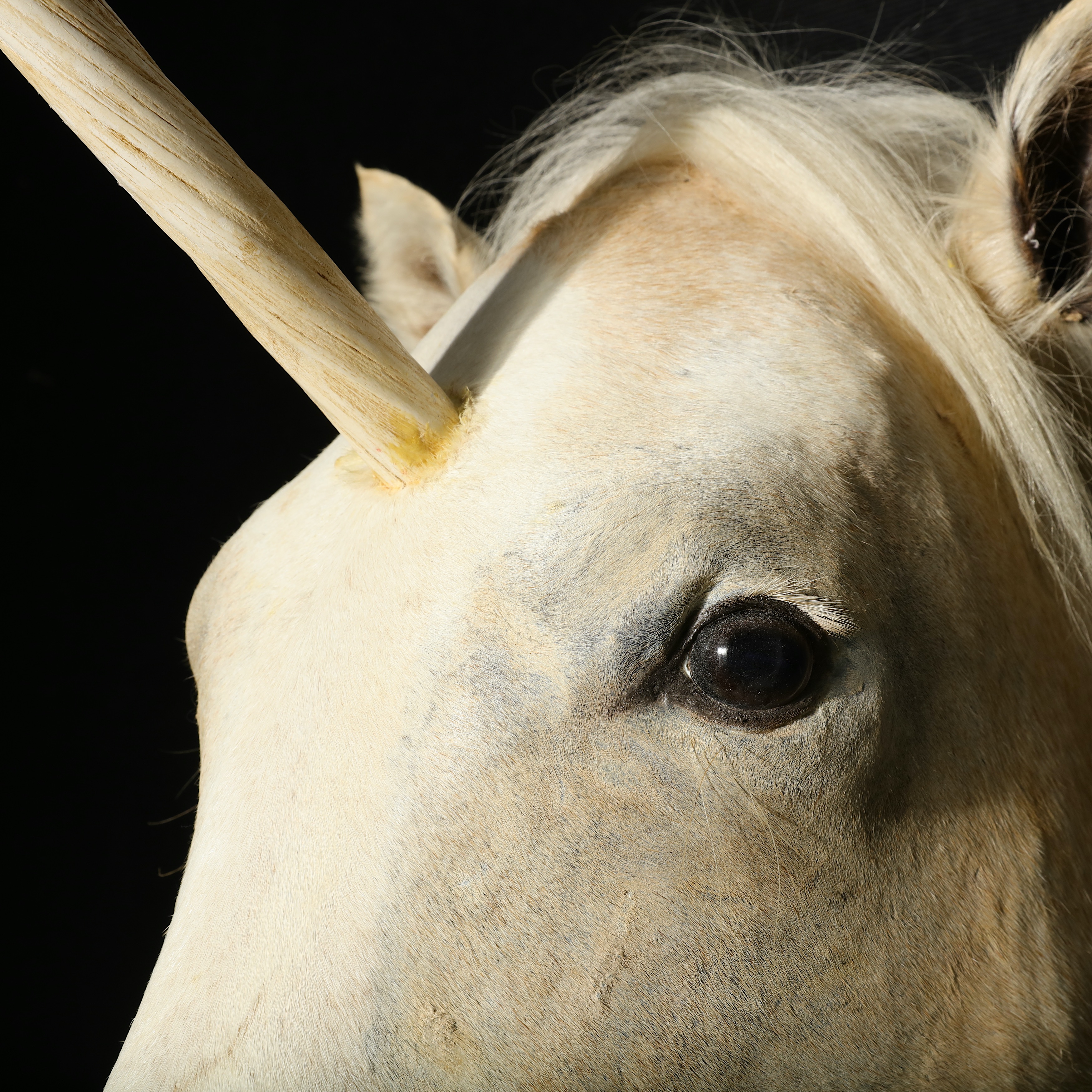 A TAXIDERMY 'UNICORN' (EQUUS CABALLUS) - Image 5 of 5