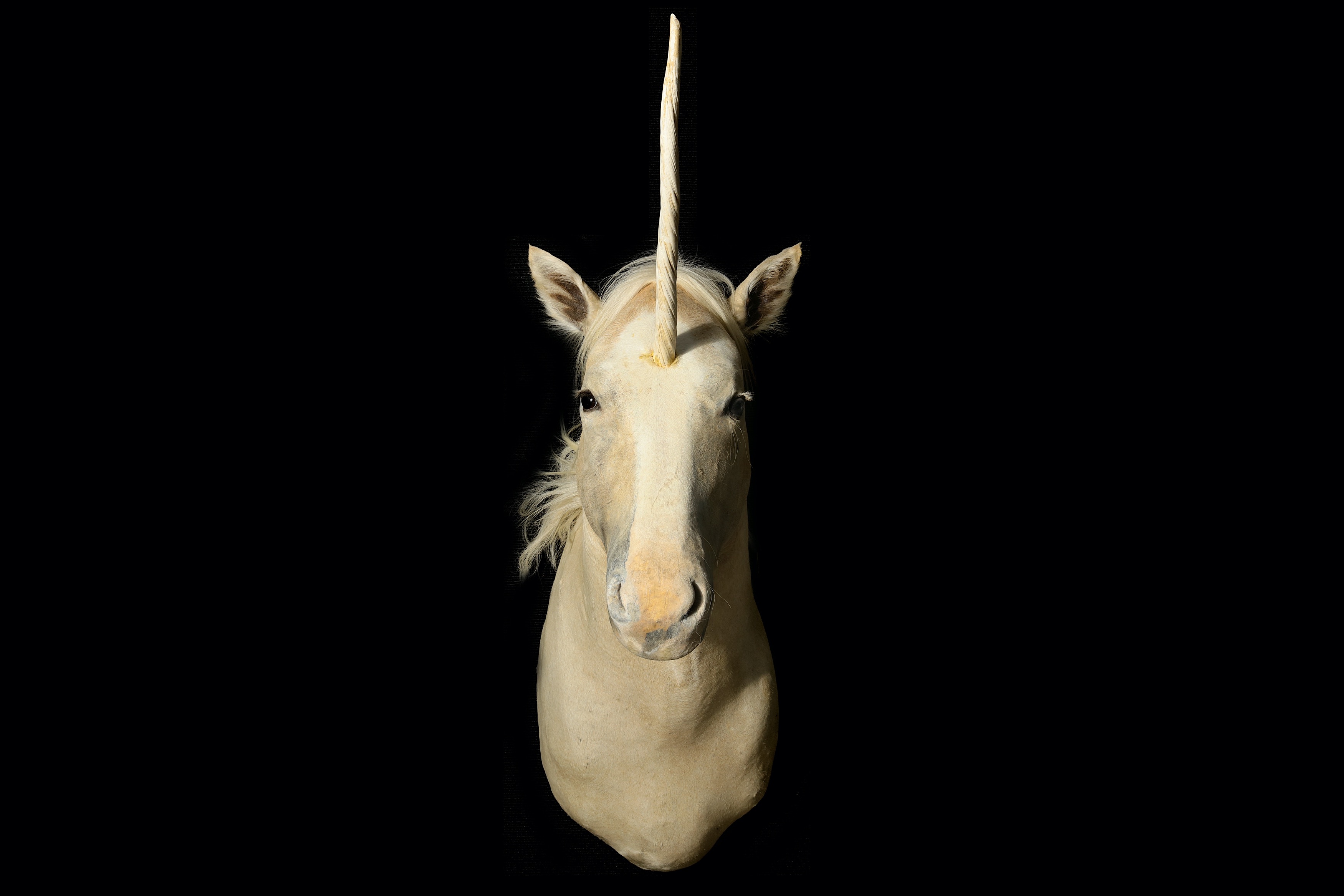 A TAXIDERMY 'UNICORN' (EQUUS CABALLUS) - Image 4 of 5