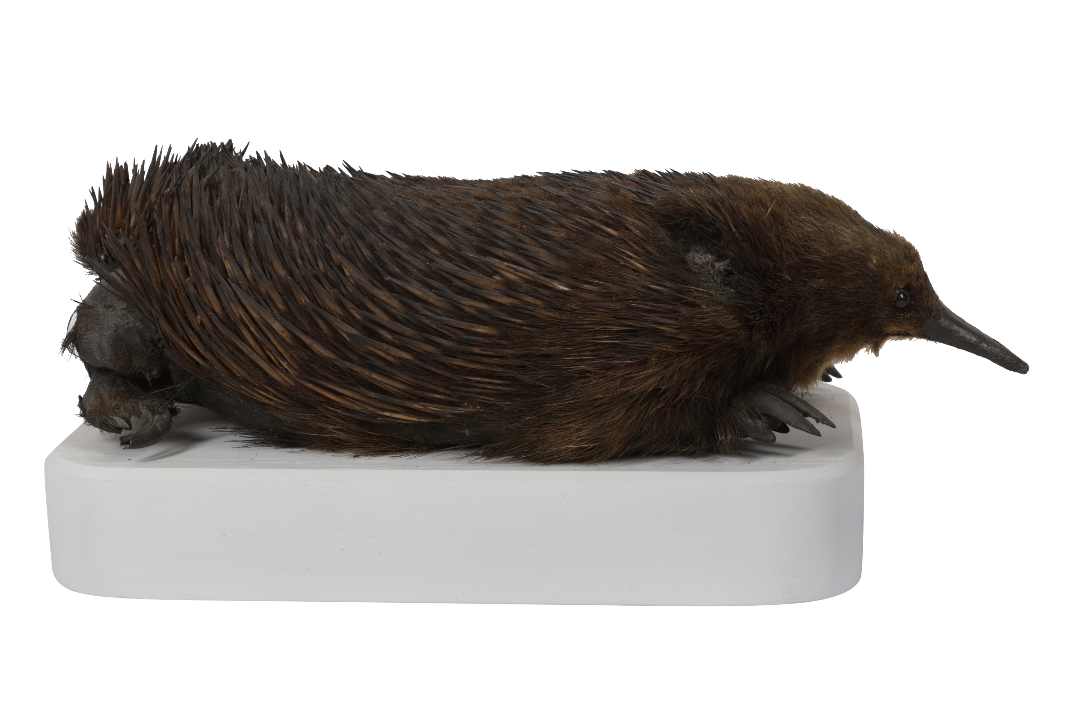 A RARE EARLY 20TH CENTURY TAXIDERMY ECHIDNA (TACHYGLOSSIDAE) - Image 3 of 6