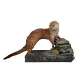 AN EARLY 20TH CENTURY BRITISH TAXIDERMY OTTER (LUTRA LUTRA)