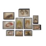 A COLLECTION OF TEN EXCEPTIONALLY RARE 19TH CENTURY SEA SHELL SPECIMENS