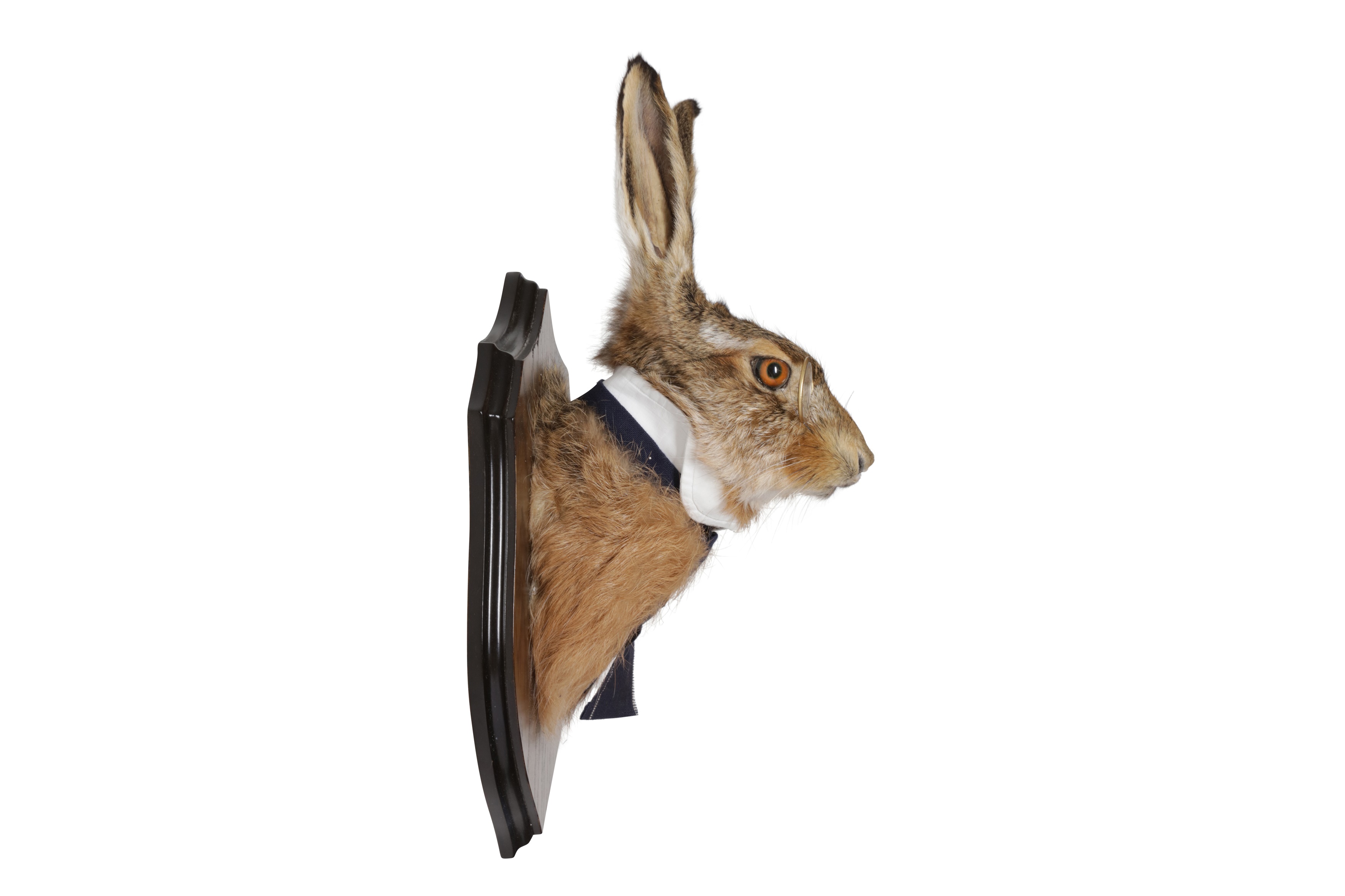 AN ANTHROPOMORPHIC TAXIDERMY TROPHY OF A GENTLEMAN HARE - Image 3 of 3