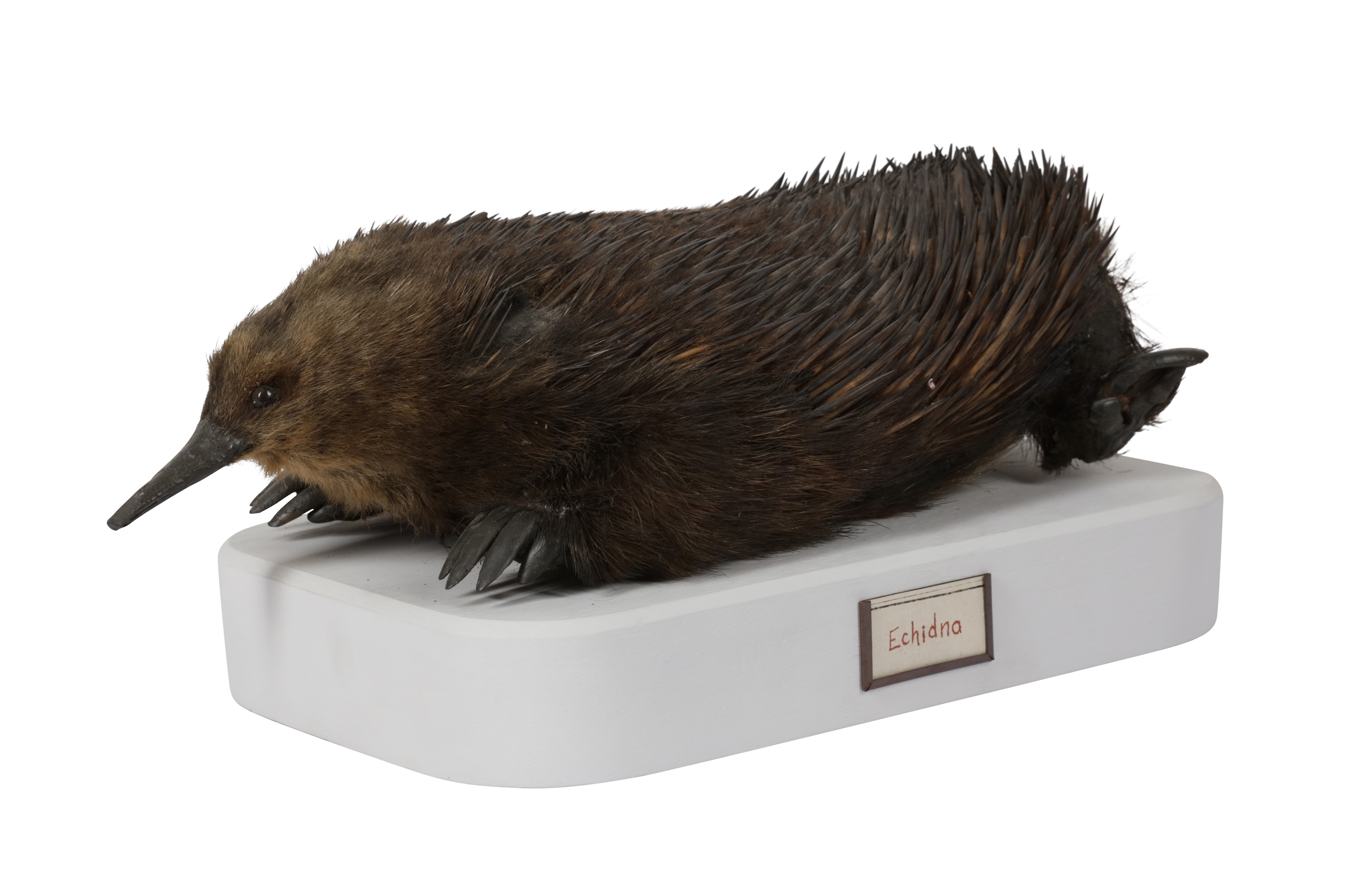 A RARE EARLY 20TH CENTURY TAXIDERMY ECHIDNA (TACHYGLOSSIDAE)