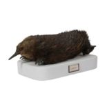 A RARE EARLY 20TH CENTURY TAXIDERMY ECHIDNA (TACHYGLOSSIDAE)