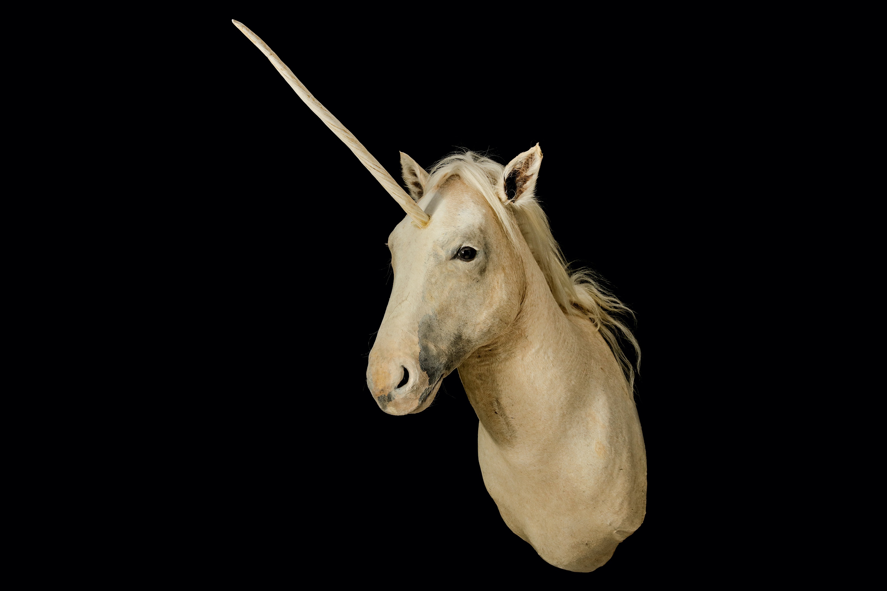 A TAXIDERMY 'UNICORN' (EQUUS CABALLUS)