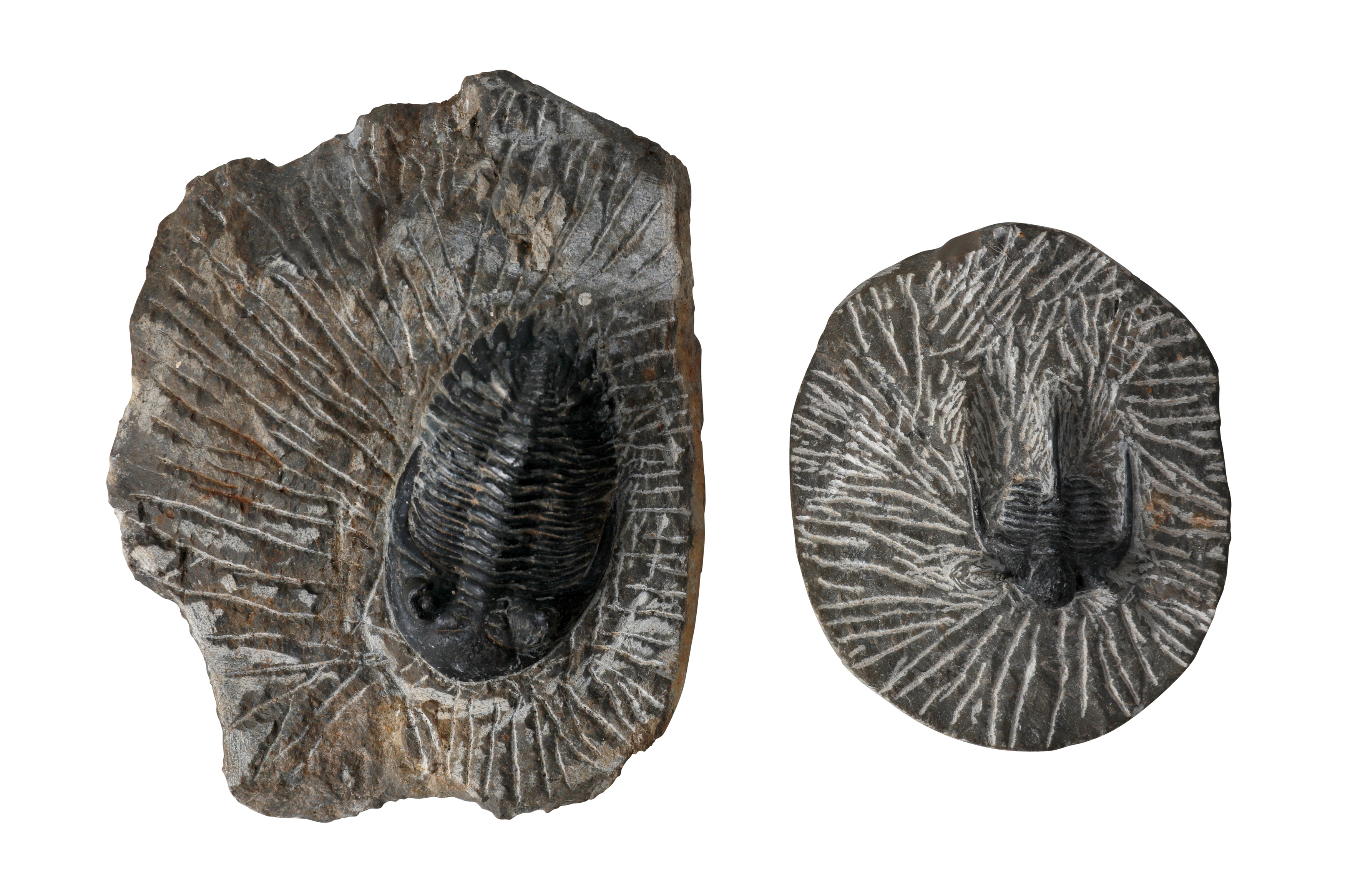 A GROUP OF THREE TRILOBITE FOSSILS - Image 3 of 6