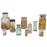 TAXIDERMY INTEREST: A COLLECTION OF TEN 20TH CENTURY FETAL WET SPECIMENS