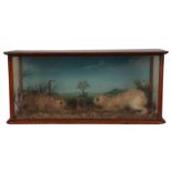 AN EARLY 20TH CENTURY ENGLISH CASED TAXIDERMY OF LEVERETS