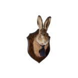 AN ANTHROPOMORPHIC TAXIDERMY TROPHY OF A GENTLEMAN HARE