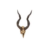 AMENDED - TAXIDERMY INTEREST: TWO PAIRS OF HORNS