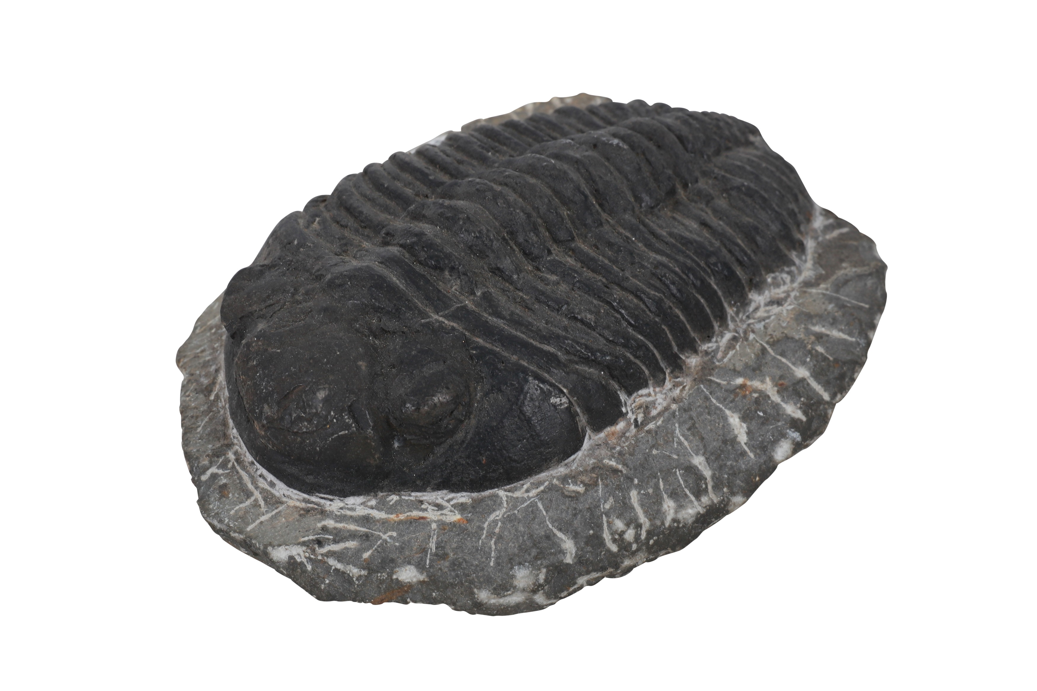 A GROUP OF THREE TRILOBITE FOSSILS - Image 2 of 6