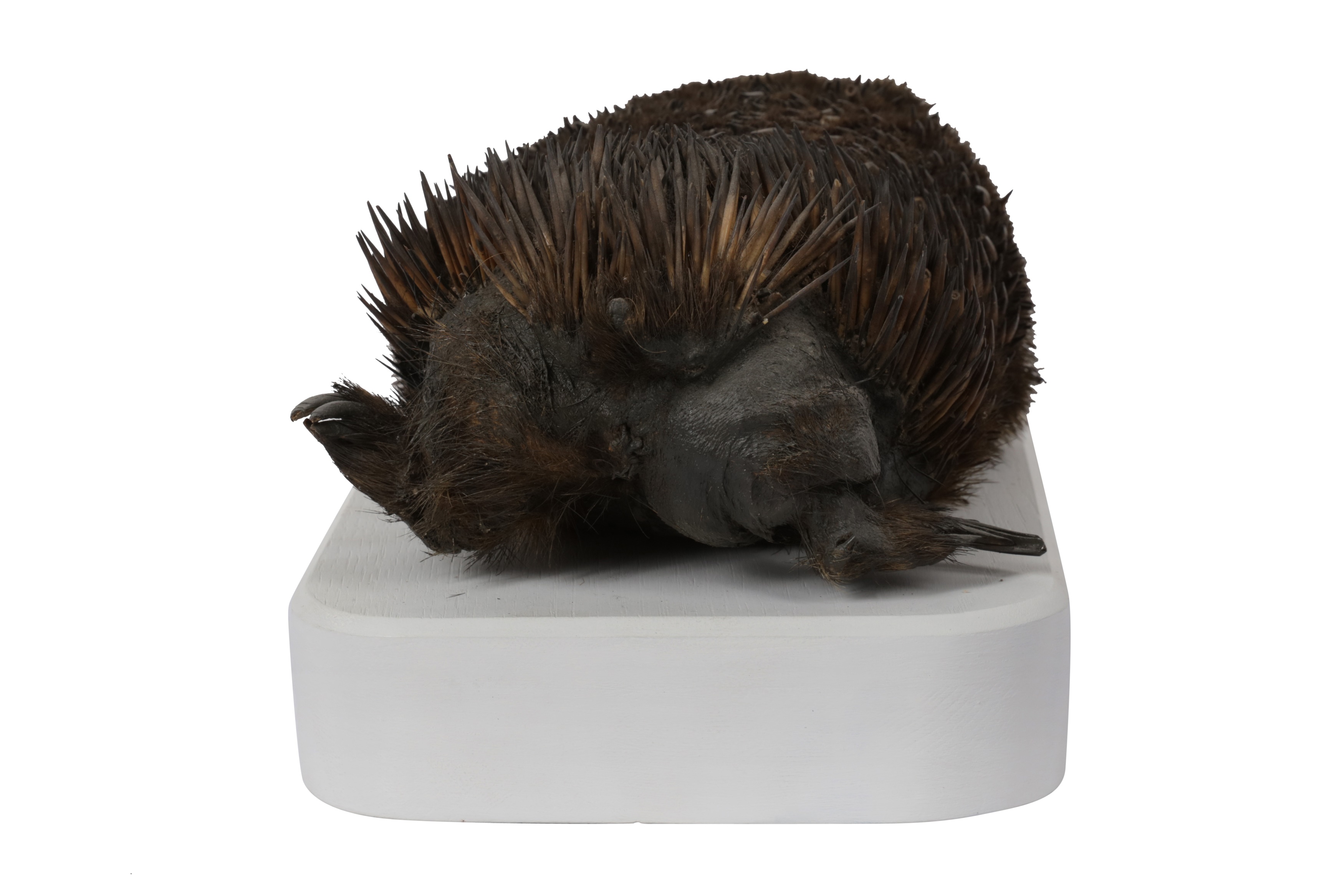 A RARE EARLY 20TH CENTURY TAXIDERMY ECHIDNA (TACHYGLOSSIDAE) - Image 4 of 6