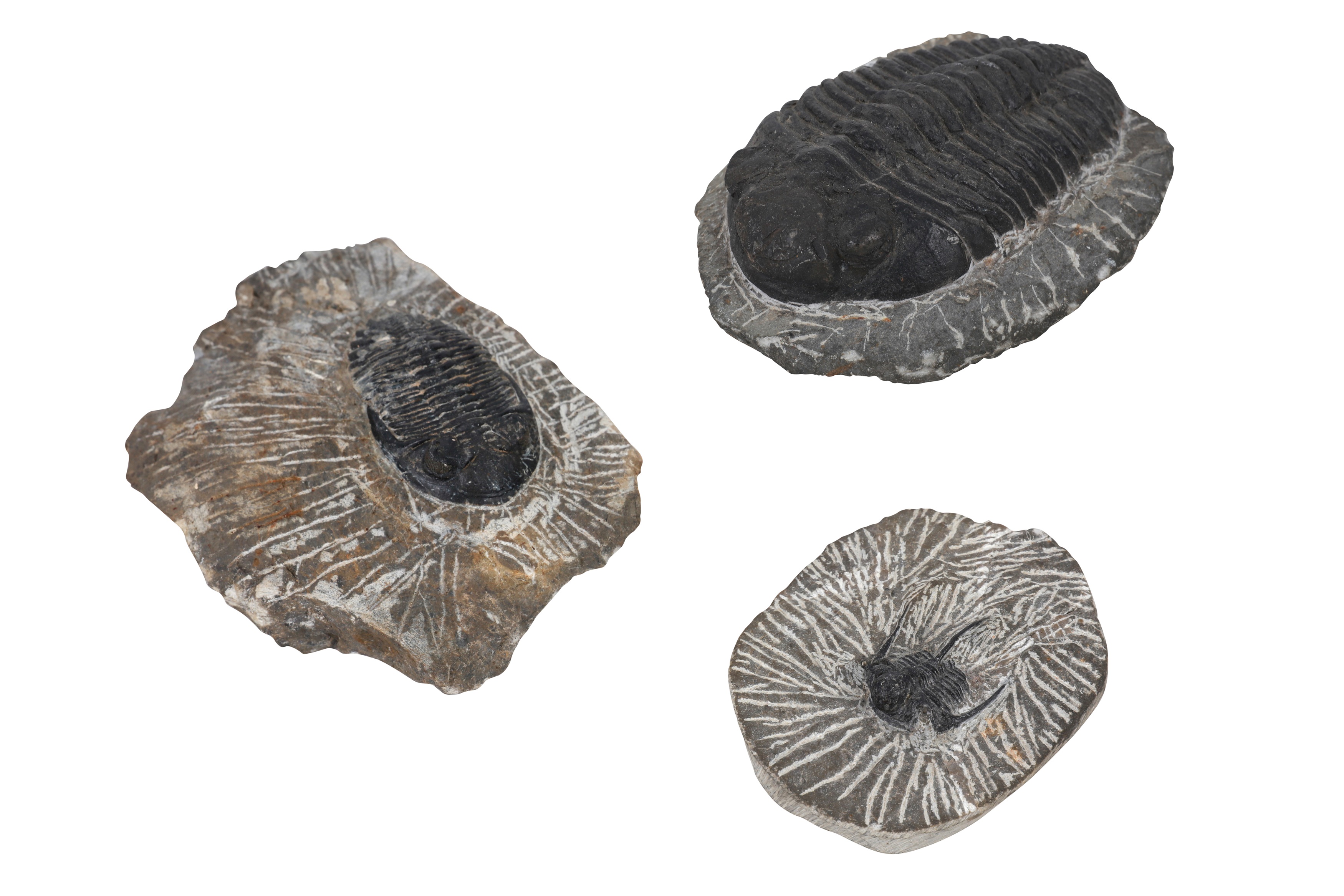 A GROUP OF THREE TRILOBITE FOSSILS