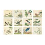 A SET OF TWELVE CHINESE PAINTINGS OF TROPICAL BIRDS.