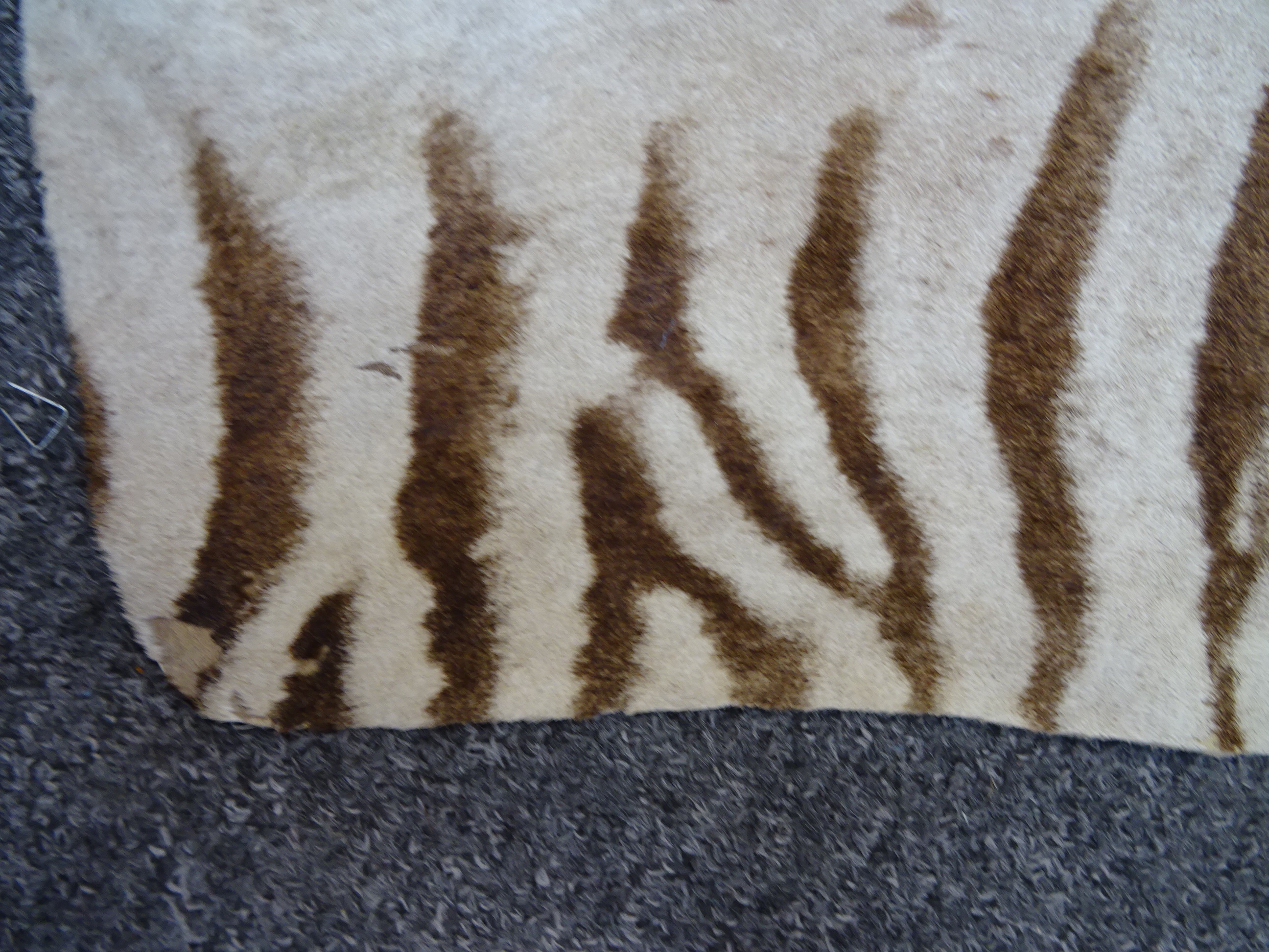 A large zebra (Equus quagga) flat skin rug - Image 3 of 6