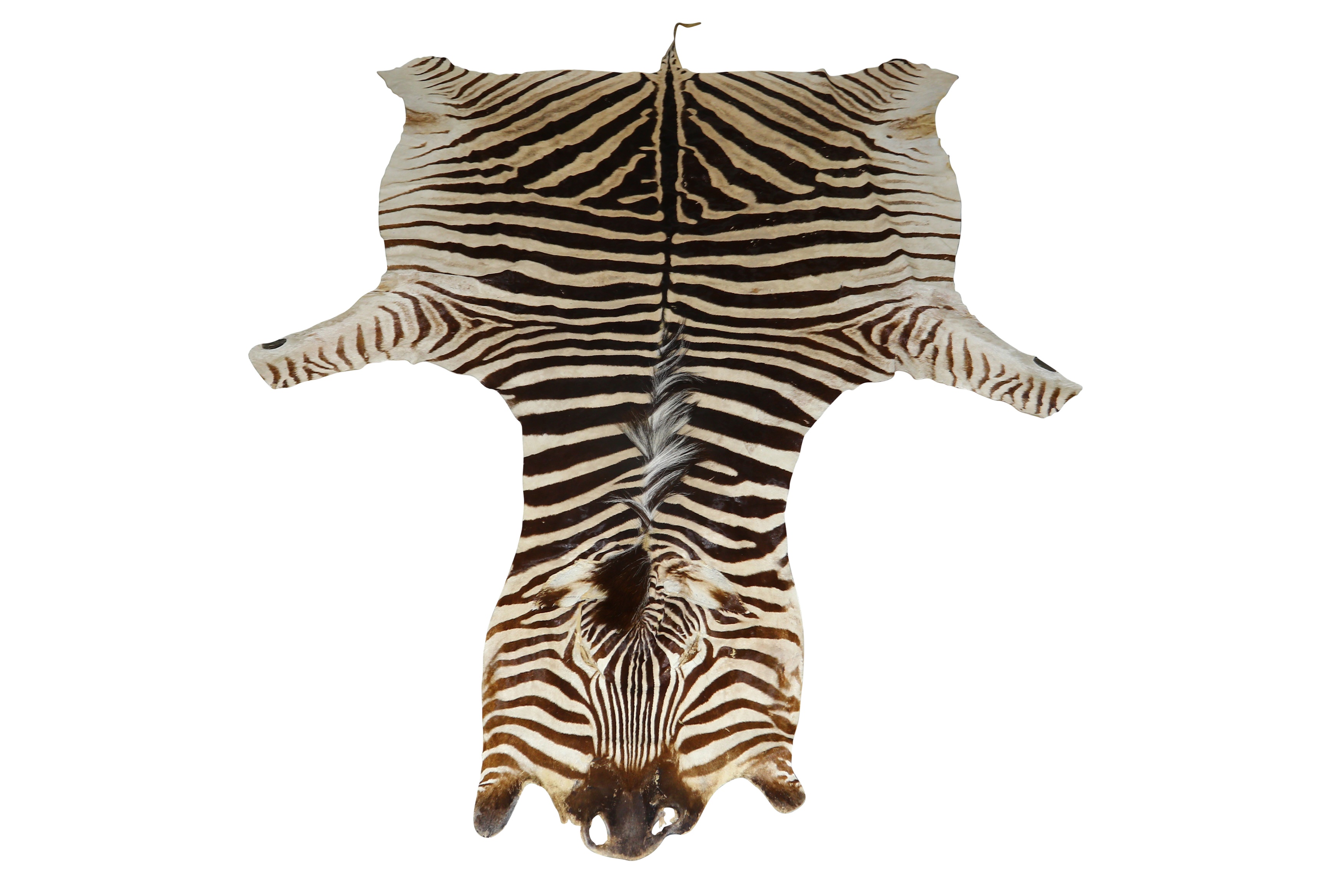 A large zebra (Equus quagga) flat skin rug