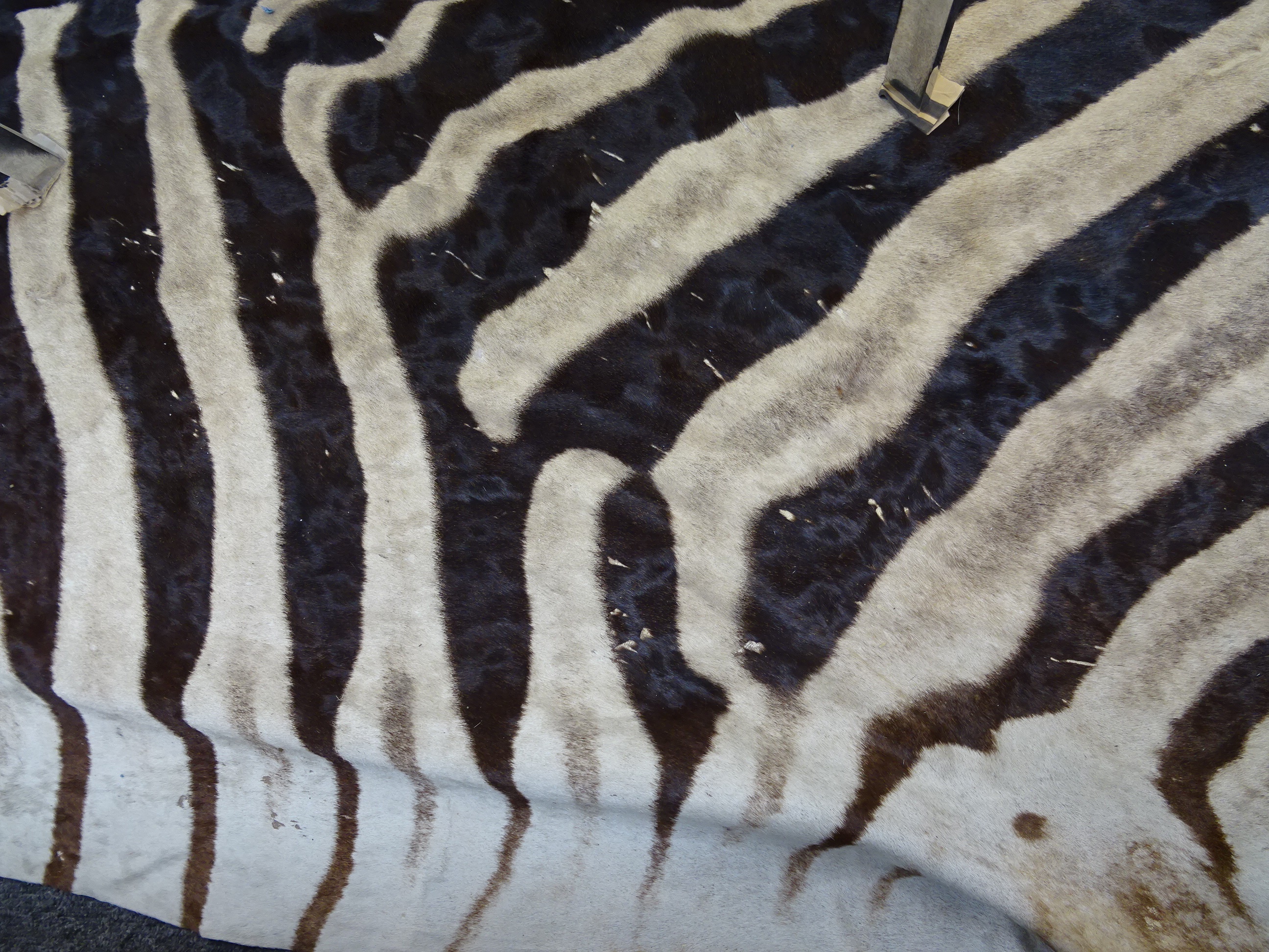 A large zebra (Equus quagga) flat skin rug - Image 2 of 6