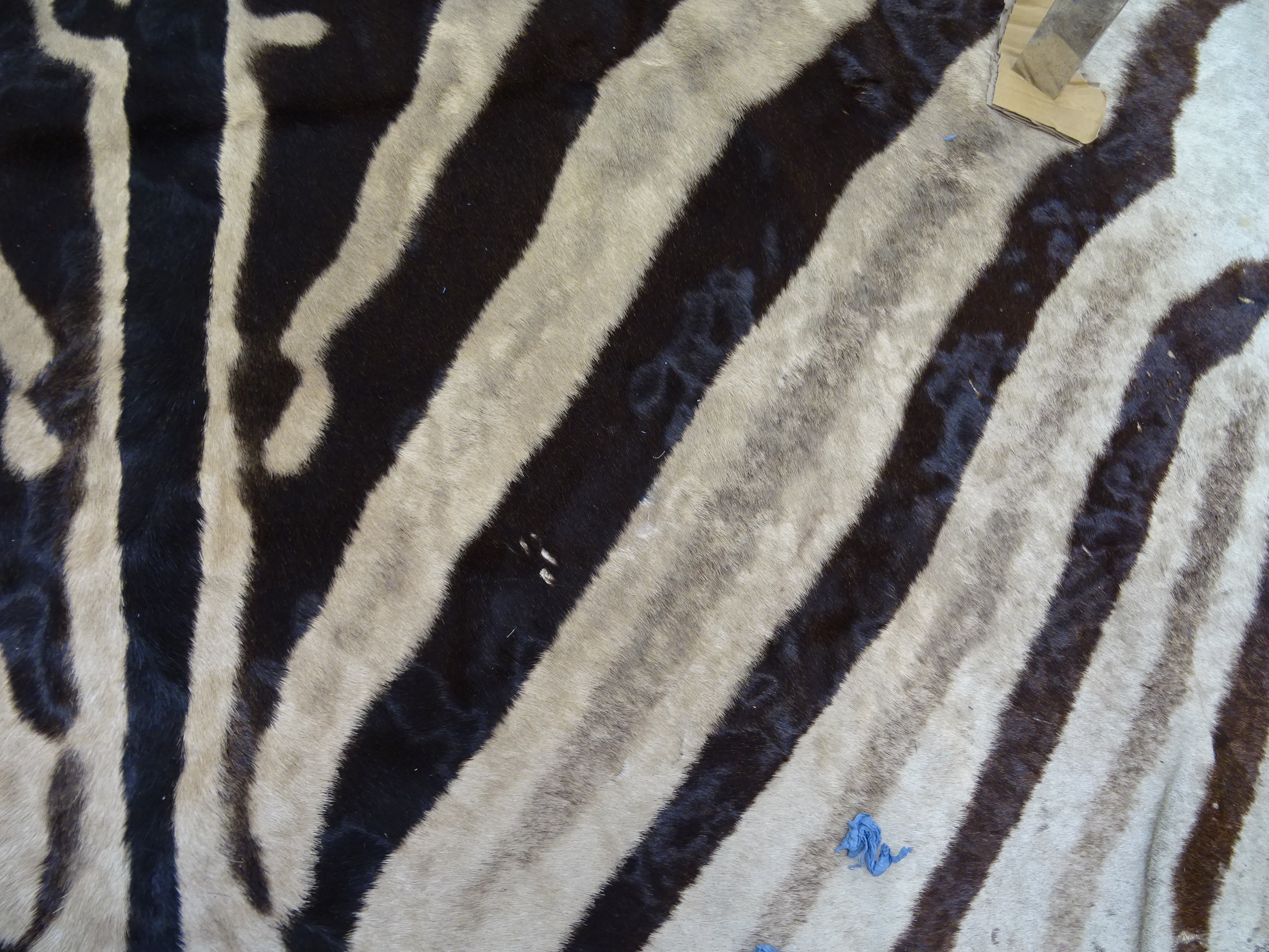 A large zebra (Equus quagga) flat skin rug - Image 6 of 6