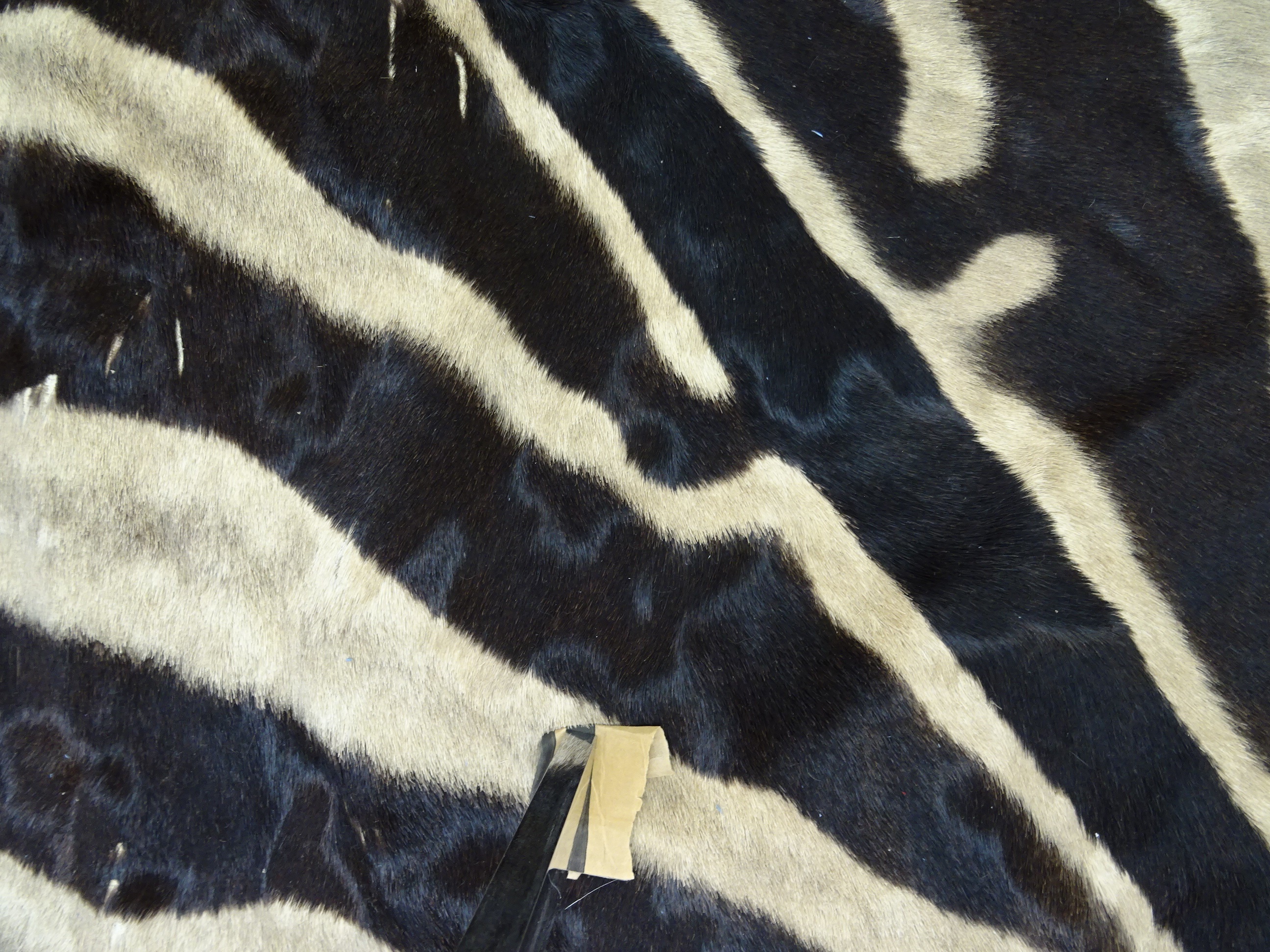 A large zebra (Equus quagga) flat skin rug - Image 5 of 6