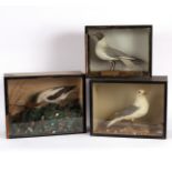 A taxidermy case of an avocet, cased, 36cm x 47cm and another two cases each of gulls,